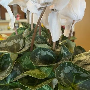 Meet your Posher, Maya